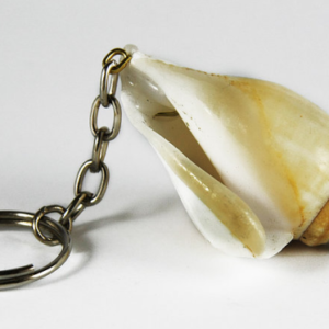 Deniz Kabuğu Anahtarlık 50 Adet 6542as